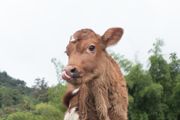 calf in the farm © Ricardo