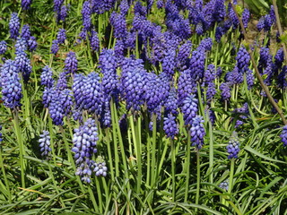 purple flowers in the garden