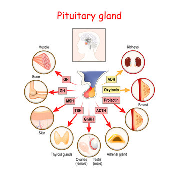 hormones of pituitary gland