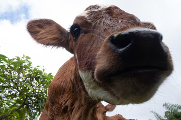 close-up of a calf