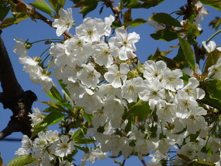 apple tree flowers