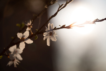 Weiße Blüten an Ästen im Sonnenuntergang. Frühlingserwachen, Makroaufnahme