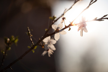 Weiße Blüten an Ästen im Sonnenuntergang. Frühlingserwachen, Makroaufnahme
