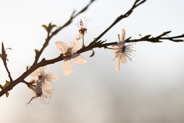 Weiße Blüten an Ästen im Sonnenuntergang. Frühlingserwachen, Makroaufnahme