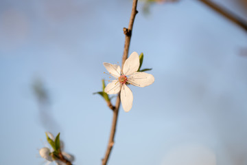 Wei&szlig;e Bl&uuml;ten an &Auml;sten. Fr&uuml;hlingserwachen, Makroaufnahme