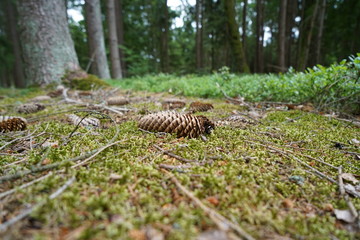 Pine cone lies on the forest floor