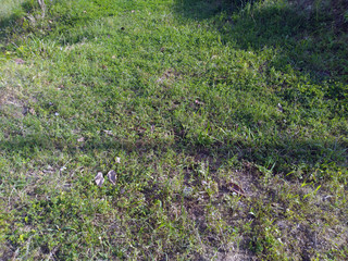 Grass on Ground Background View Himachal Pradesh India