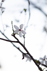 Weiße Blüten an Ästen. Frühlingserwachen, Makroaufnahme