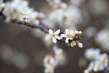 Obraz premium Weiße Blüten an Ästen. Frühlingserwachen, Makroaufnahme