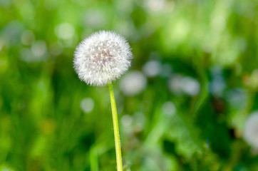 white dandelion on blurred grass background