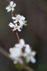 Weiße Blüten an Ästen. Frühlingserwachen, Makroaufnahme