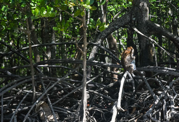 Monkey in Black Mangroves forest. Langkawi island Mangrove tour. Vacation and holidays in Malaysia Andaman Sea.