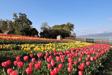 馬見丘陵公園の桜とチューリップ