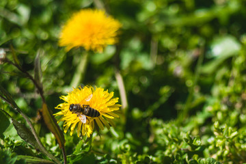 Yellow dandelions closeup on blurred background