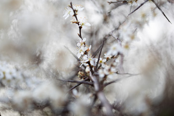 Weiße Blüten an Ästen. Frühlingserwachen, Makroaufnahme