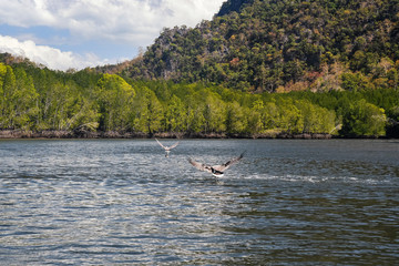 Eagle Feeding in Langkawi island Mangrove tour. Vacation and holidays in Malaysia Andaman Sea.