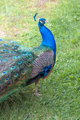 Obraz premium blue peacock (Pavo cristatus)