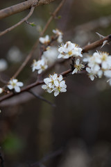 Weiße Blüten an Ästen. Frühlingserwachen, Makroaufnahme