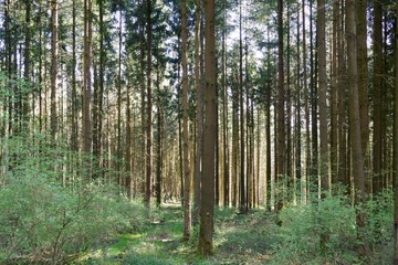 Wald