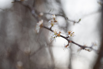 Weiße Blüten an Ästen. Frühlingserwachen, Makroaufnahme