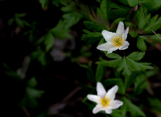 Flowers of the Wood anemone in the spring forest