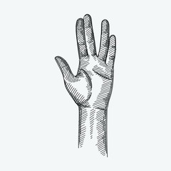 Hand-drawn sketch of The Live Long And Prosper Hand Sign on a white background. Hand Signs And Gestures. Hand poses.  - 337790151
