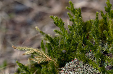 Branches of the Lycopodium  in the spring forest