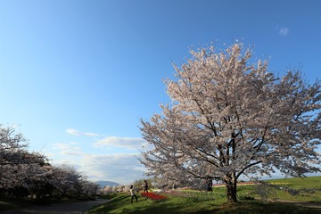 Fototapeta na wymiar 馬見丘陵公園の桜とチューリップ