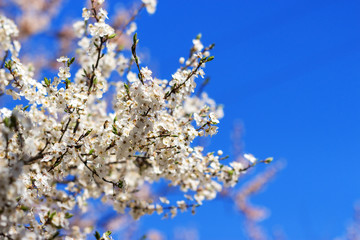 Flowering tree with cherry apricot apple blossom in springtime against a clear blue sky in sunny day. Copyspace for text.