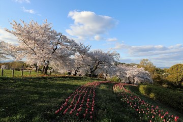 馬見丘陵公園の桜とチューリップ