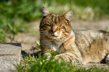 A free-living cat lounging in the sun in the garden.
