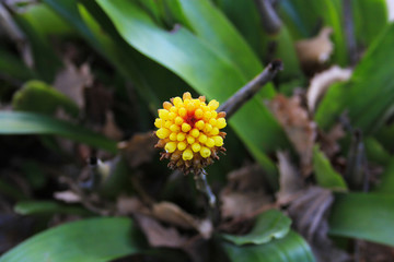  yellow flower