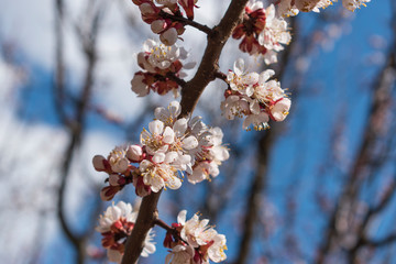 Apricot blossom