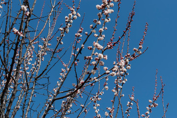Apricot blossom