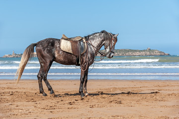 Grey barbary horse under saddle, Morocco