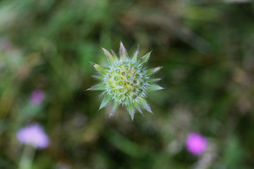 close up of a thistle