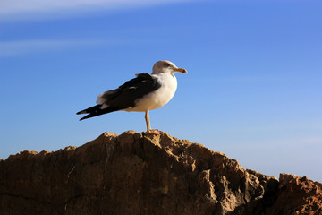 Obraz premium seagull on the rock