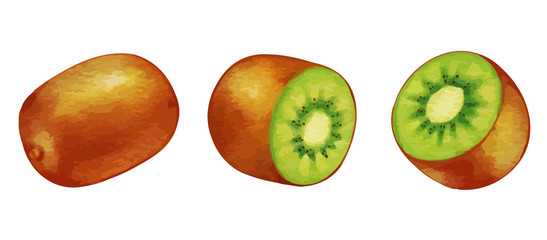 キウイ　キウイフルーツ　と断面のイラストセット