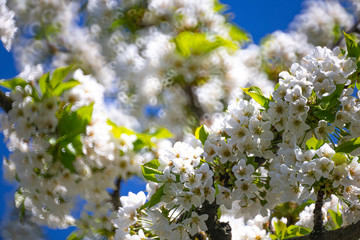 Cherry blossom in April