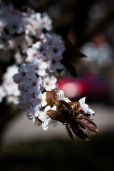 Białe kwiaty na drzewach © Artur Wojtczak 