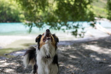 Fototapeta premium brown white dog border collie playing by the river