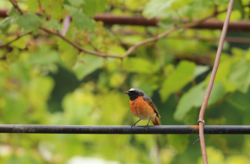 This is a wonderful bird.