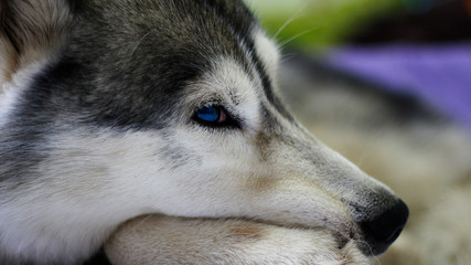 The blue eyed Siberian dog is sad