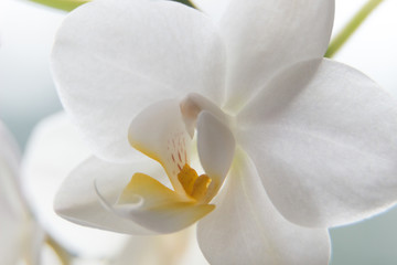Naklejka na ściany i meble Macro photo of white orchid. Phalaenopsis