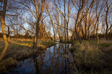 Fototapeta na wymiar the river in the spring with trees