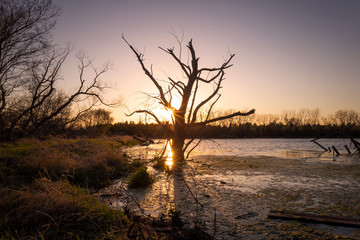 old tree in the sunset