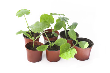 Zucchini seedlings isolated on white background, Young zucchini growing in pot  before planting in the ground..