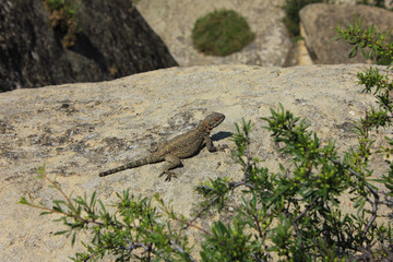 Georgia. Little lizard on the rocks.