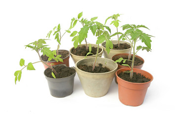 Tomatoes seedling isolated on white background, Young tomatoes growing in pot  before planting in the ground..