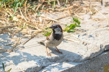 House Sparrow on the street. Urban birds.